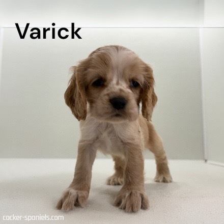 puppy, for, sale, Cocker Spaniel, Joe & Cherri  Overlease, dog, breeder, Miller, MO, dog-breeder, puppy-for-sale, forsale, nearby, find, puppyfind, locator, puppylocator, aca